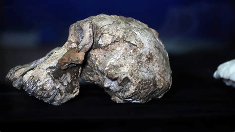 where to take skull fossil.